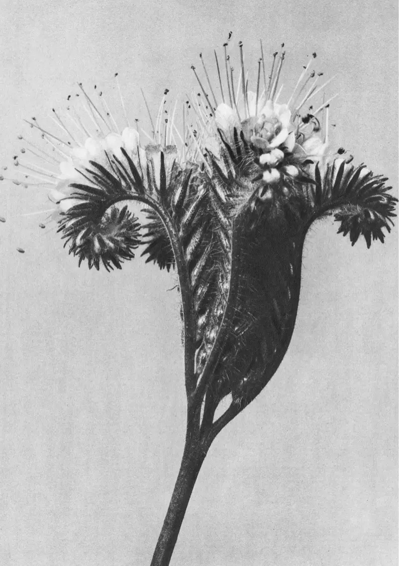 花のクローズアップの白黒写真。